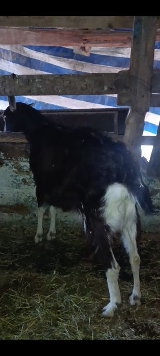 Зотли она бола эчки сотилади.