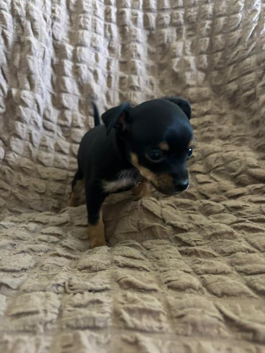 Продам щенят той терьерчиков мини