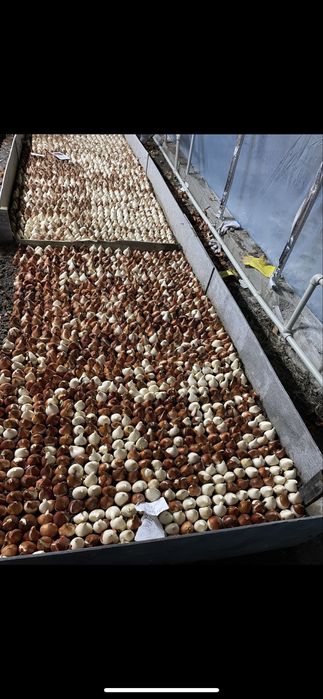 Голандские  тюльпаны оптом и в розницу