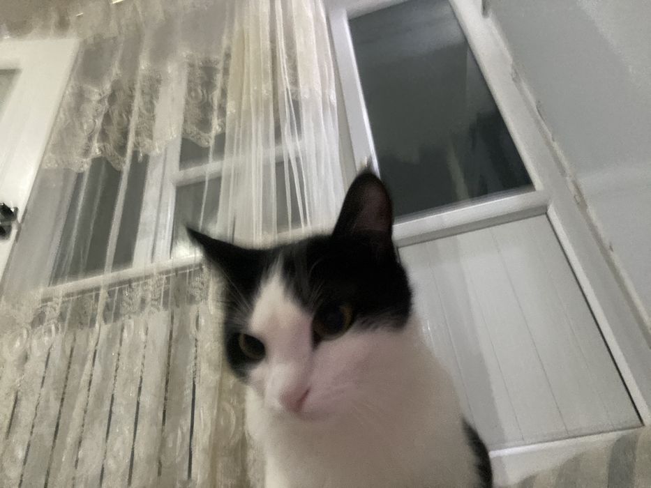 Отдаётся кошка бесплатно