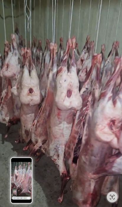 Мясо баранины,  молодняк