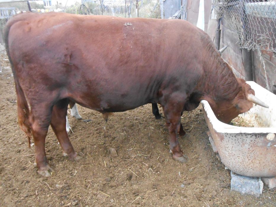 Продам быка , возраст - 1 год 6 мес.