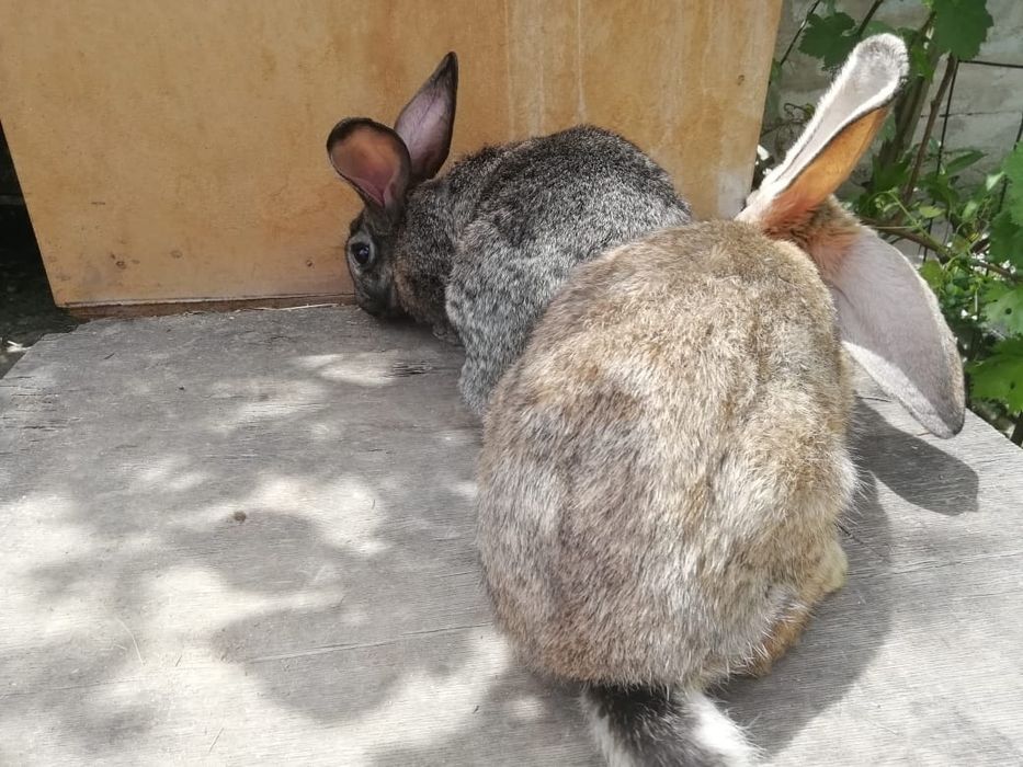 Продам кроликов.