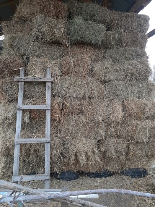 Табиғи майда шөп сено