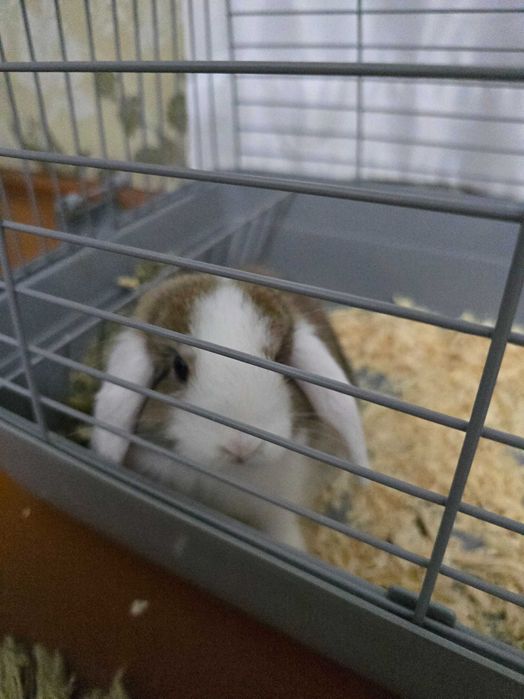 Кролик декоративная  Quyon karlik baran