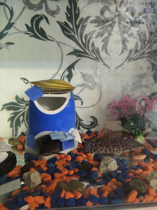 Продам аквариум с рыбками 2 сомика торакатума мальчики