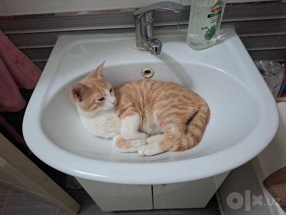 Котёнок в хорошие руки.