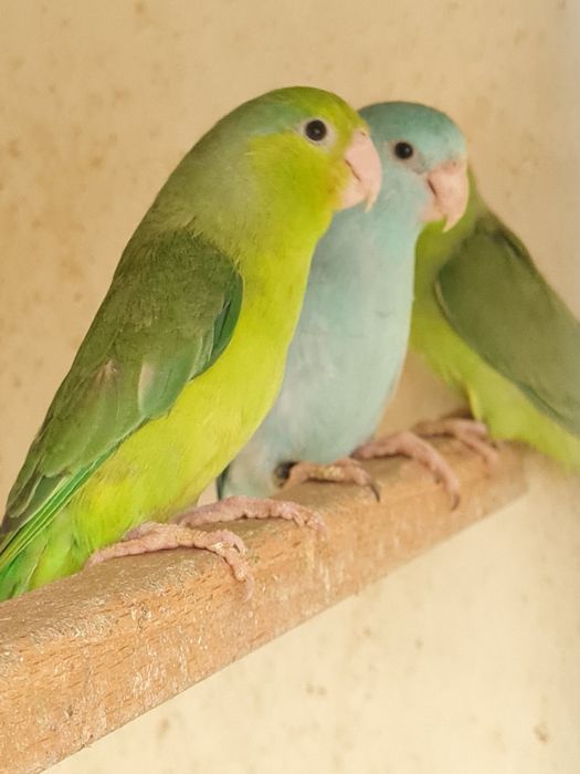 vand papagali forpus