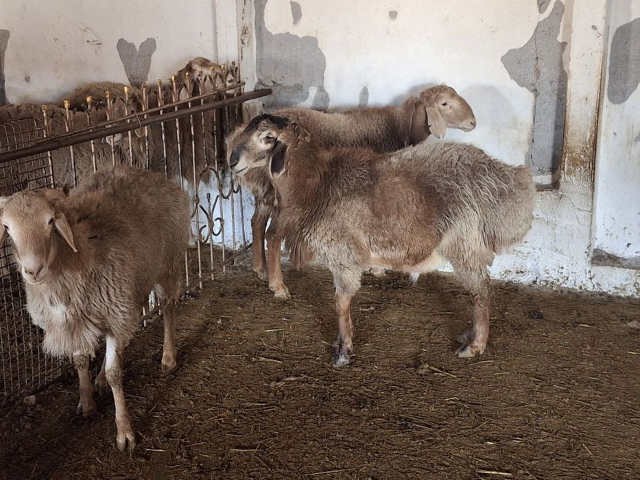 Qo’y srochna sotiladi