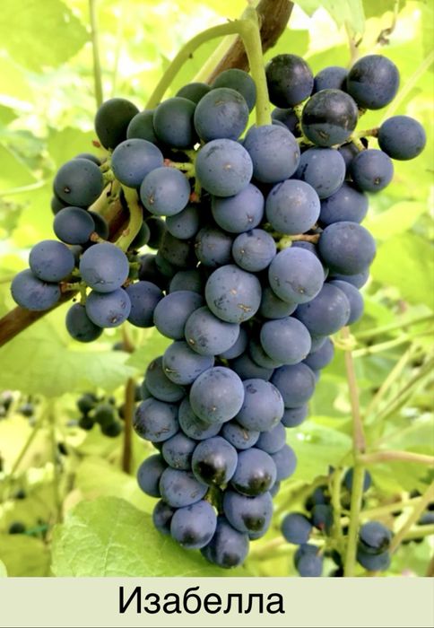 Саженцы винограда