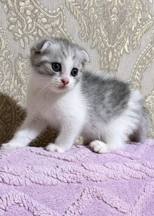 Веслоухий шотландцы