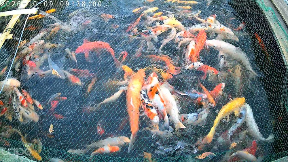 Crapi Koi/Butterfly