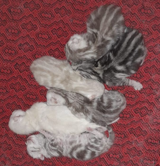 Опытный шотландский кот. Вязка