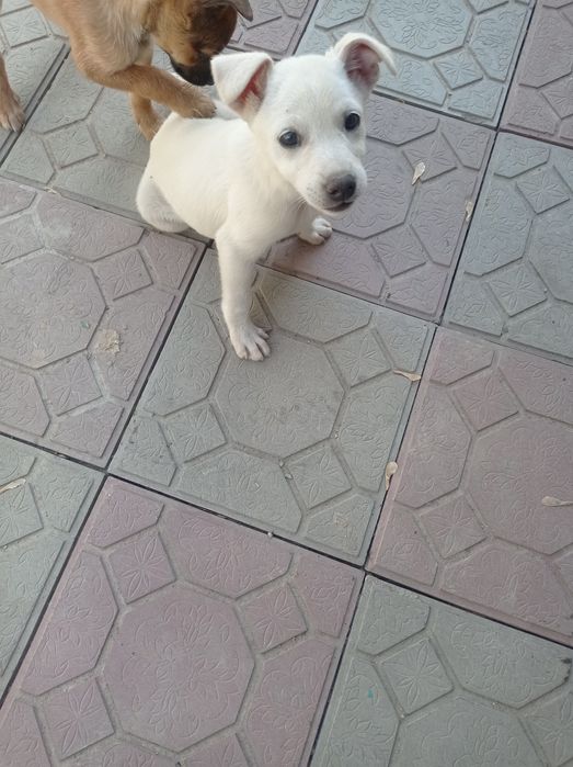 Отдам щенков добрым людям