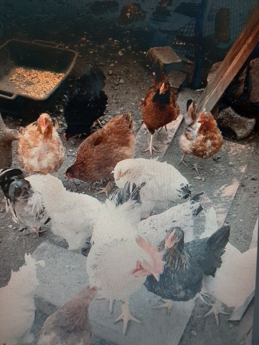 Pasari de curte da vanzare