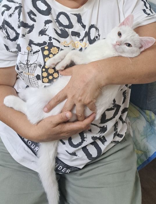 Отдам котёнка в добрые руки (мальчик)