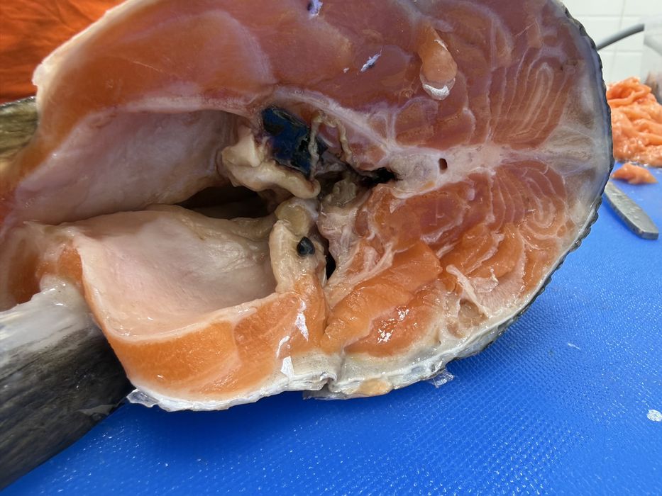 Голова семги свежий