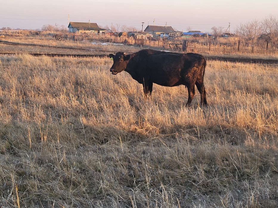 Продам скот коров Крс