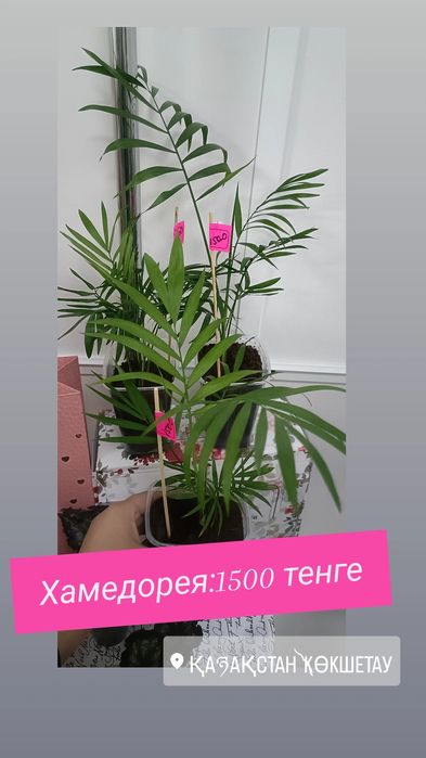 Хамедорея:1500 тенге