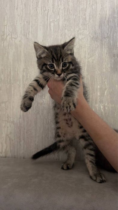 Продаются котята
