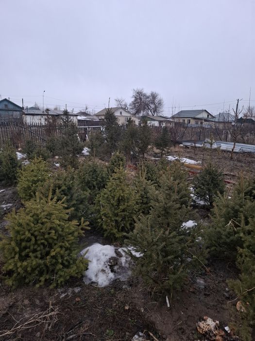 Ёлки 1.2 - 1.5 метра