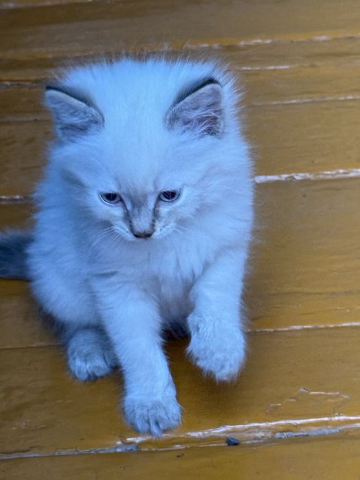 Отдам котят в хорошие руки