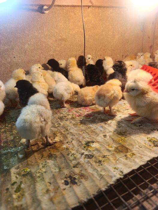 Цыплята домашние
