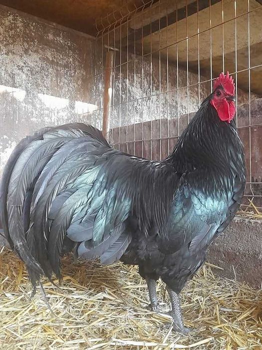 Ouă australorp pentru incubat