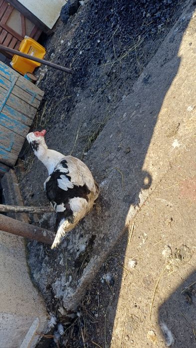 Продаются селезни индоутки