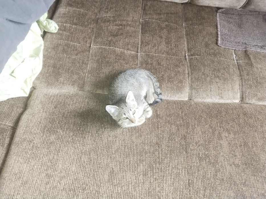 Отдаём котов в хорошие руки