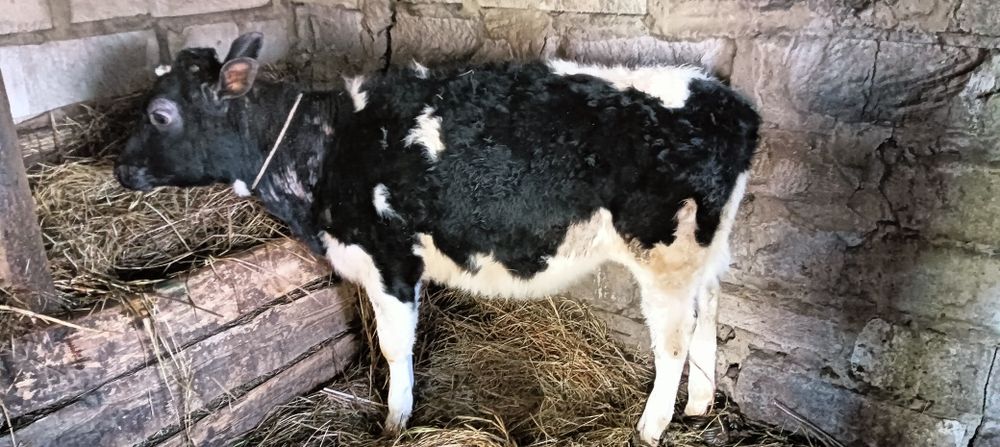 Продам КРС 5 голов