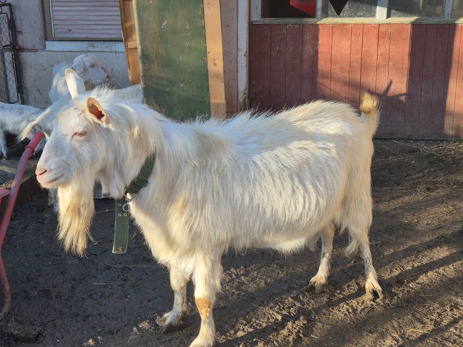 Țap Saanen – fără coarne, 3 ani, reproducător