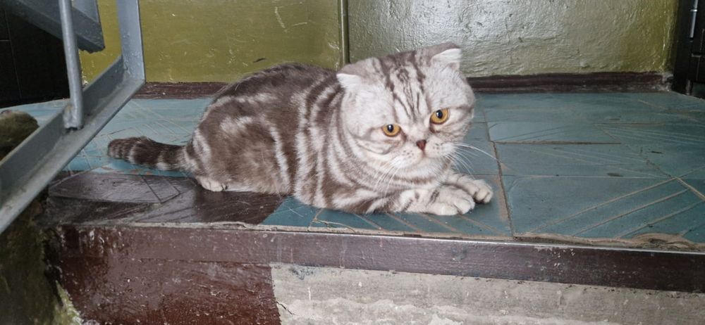 Ищем хозяина коту!
