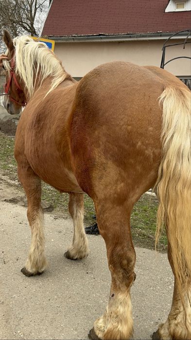 Vând iapă de 7 ani gestantă foarte blândă!!