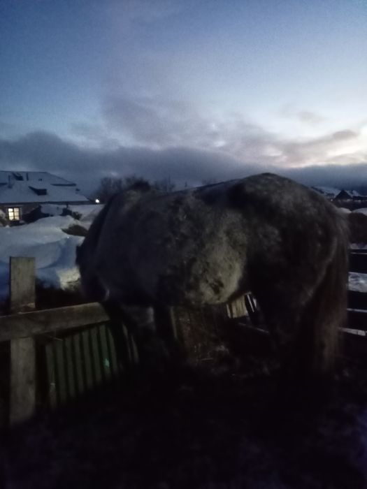 Продам кабылу жеребую