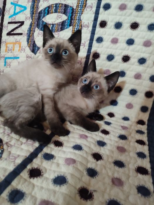 Продается сиамские котята