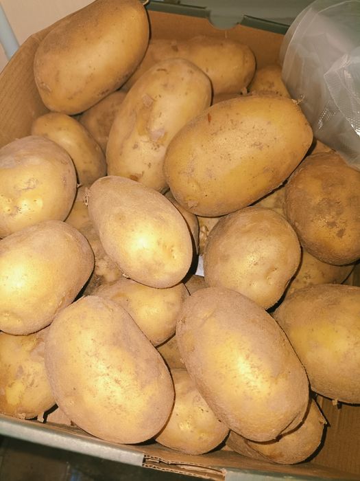 Картошка по 270 самовывоз