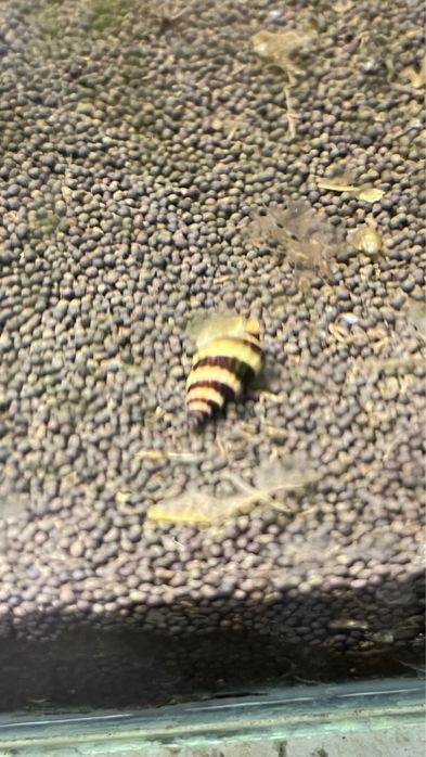 Улитка Хелена.                                        Ь