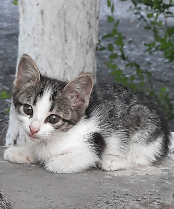 Марғаулар, котята