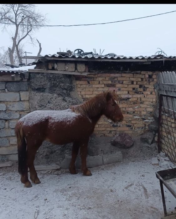 Продаю жеребца ТАЯ