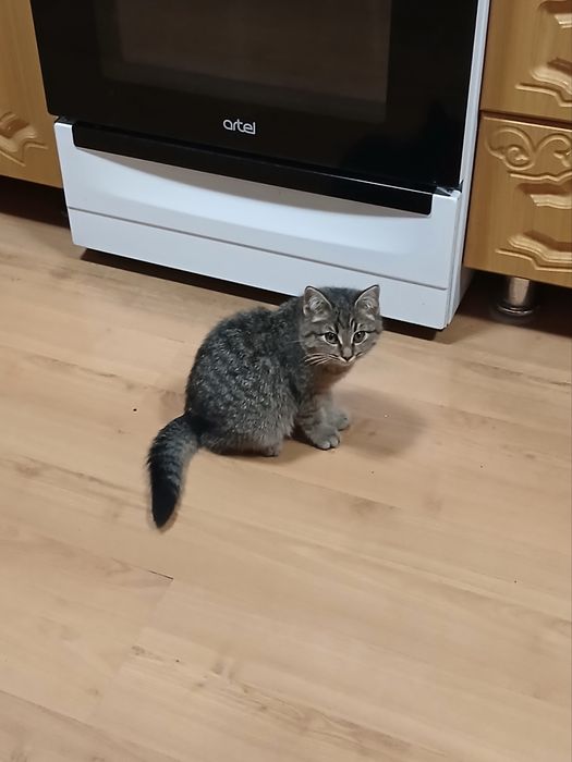 Отдам котенка в хорошие руки