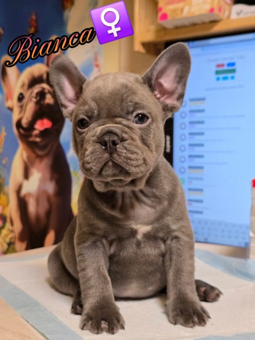 Родословни Френски Булдог Лилак / Lilac French Bulldog