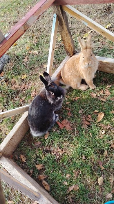 Iepuri masculi în vârstă de 6 luni