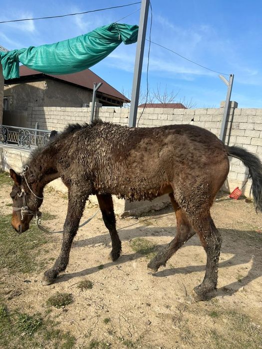 полторашка сатылады