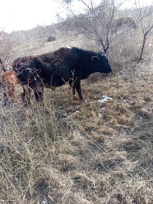 Екі бычок, бұқалар сатылады