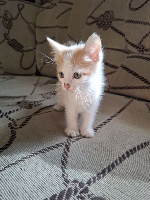 Котята бесплатно срочно
