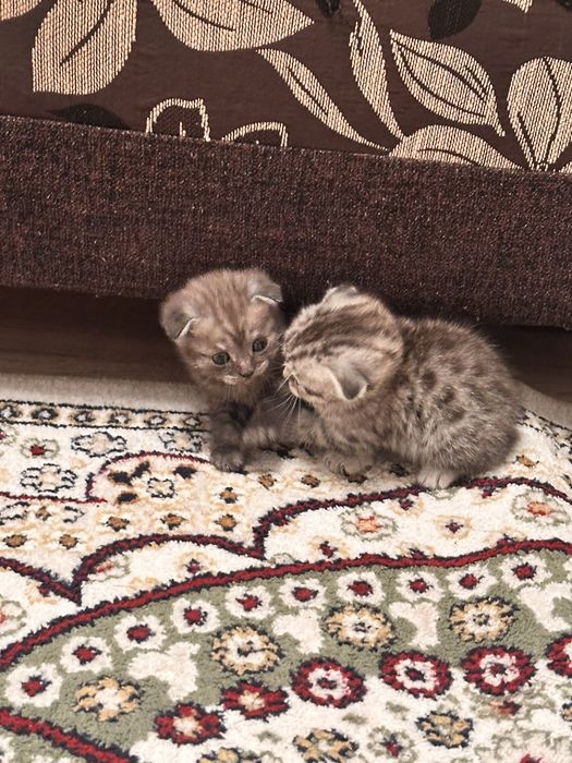 Шотладнский вислоухий