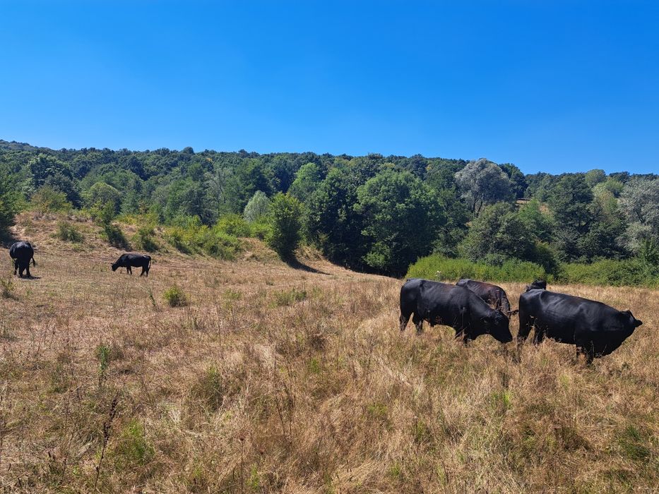 Vaca Angus cu vitel