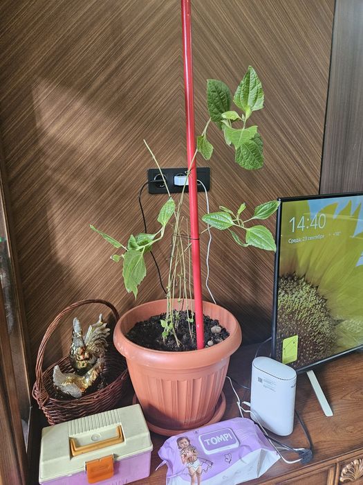 Комнатные растения , кактусы