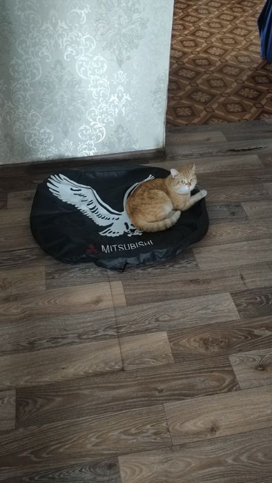 Помогите найти кота